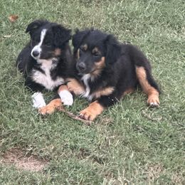 Lily - Black tri female Miniature Australian Shepherd puppy in Wartrace, Tennessee from Whiskey Land Aussie's