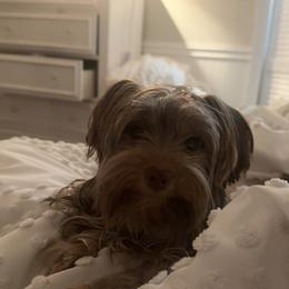 Yorkshire Terriers from Carrie Buonocore