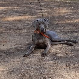 Opal - Weimaraner