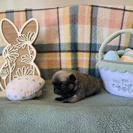 Girl 1 - Fawn female Pug puppy in Auburn, Kentucky from Prentice Family Pugs