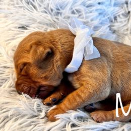 Milk - Dark golden female Golden Retriever puppy in Moses Lake, Washington from Dune Lakes Goldens