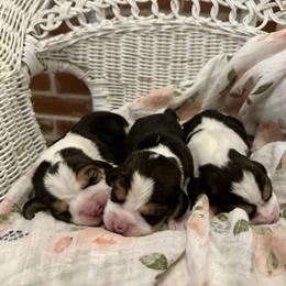 1st Choice Baby Girl - Black white and tan female Beagle puppy in Monticello, Georgia from Beaglelove