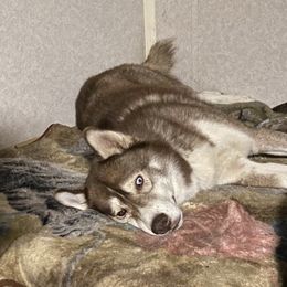 Siberian Huskies from WolfCreek Siberians