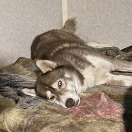 Siberian Huskies from WolfCreek Siberians