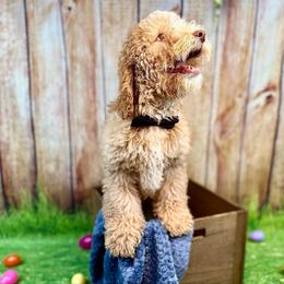 Woody - Red male Bernedoodle puppy in Pennsylvania from Bernedoodle Bunch