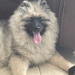 Keeshond Puppies from StarStruck Keeshonden