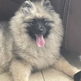 Keeshond Puppies from StarStruck Keeshonden