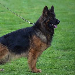 Vandy - German Shepherd