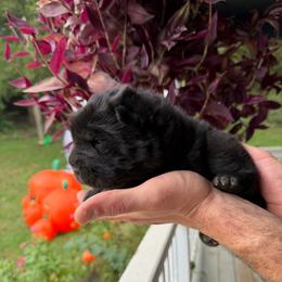 Bagherra - Black female Chinese Shar-Pei puppy in Auburn, Kansas from Justin's Chinese Shar-Pei