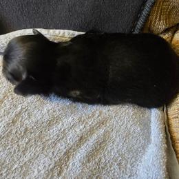 Girl 2 - Black and tan female Shih Tzu puppy in Norris City, Illinois from Dainty and Darling Shih Tzu