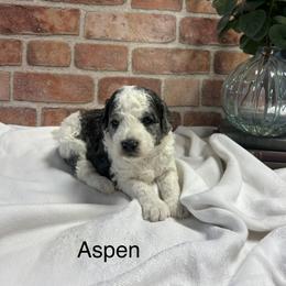 Aspen - female Golden Mountain Doodle puppy in Powell, Wyoming from Doodles of Joy