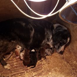 Lyla - Australian Shepherd