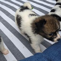 STELLA - Red white and sable female Papillon puppy in Hollister, Missouri from Swan Creek Kennel