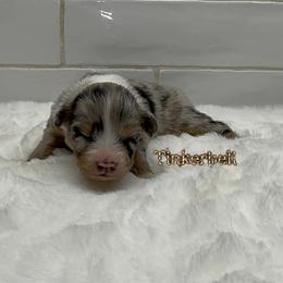 Tinkerbell - Blue merle female Australian Shepherd puppy in Zephyrhills, Florida from Highland Shelties & Aussies