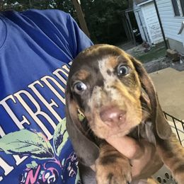 Boy 2 - Chocolate male Dachshund puppy in Stilwell, Oklahoma from Hoop's Dachshund