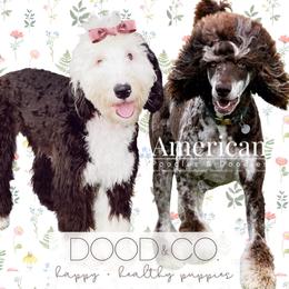 Sheepadoodle puppies from DOOD & Co