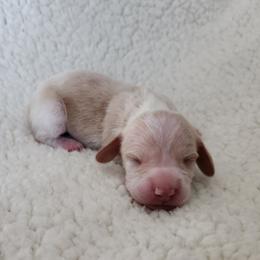 Lilly - Cream female Dachshund puppy in Anaconda, Montana from Williams Family Dachshunds