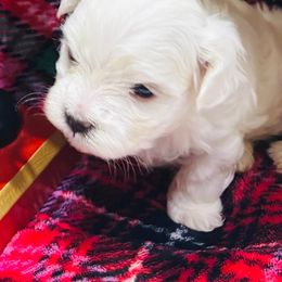 Maltese Puppies from Cheery Pups