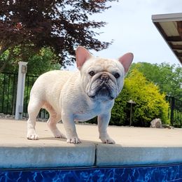 Gram - French Bulldog