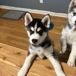 Siberian Husky Puppies from Fluffy Tail Huskies