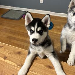 Siberian Husky Puppies from Fluffy Tail Huskies