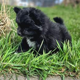 Ebony - Black female Pomeranian puppy in Davenport, Washington from Lovely Ladies and Little Asses Miniature Equines (L3A Pomeranians & Papillons)