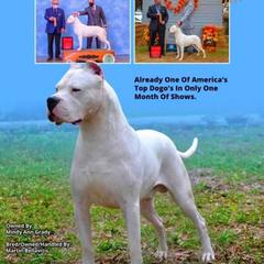 "Grand CH Dogo Argentino Terremoto Bravoure" Dogo Argentino Puppies from Legend Dogos Dogo Argentinos