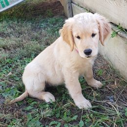 Golden Retriever Puppies from KM Golden Retrievers