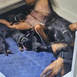 Rottweiler Puppies from Rottbies