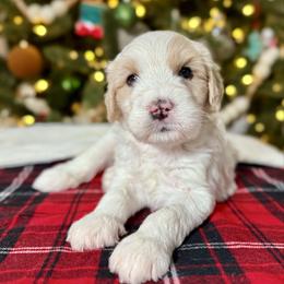 Blue Collar - Fawn and white male Sheepadoodle puppy in Indiahoma, Oklahoma from Farm Fresh Doodles