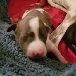 Shasta - White and blue male Italian Greyhound puppy in Colorado City, Arizona from Moon Valley Italian Greyhounds