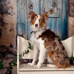 Lucy - Miniature Australian Shepherd