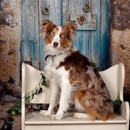 Lucy - Miniature Australian Shepherd