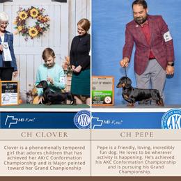 Dachshund puppies from Cemcade Dachshunds (formerly Little Legs)