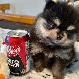 Pomeranian Puppies from Nikki’s lil Pomeranians