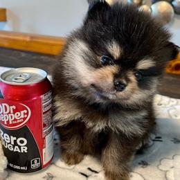 Pomeranian Puppies from Nikki’s lil Pomeranians