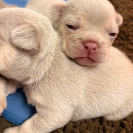 Almond Joy - Tricolors male French Bulldog puppy in Boyne City, Michigan from Gichigami French Bulldogs