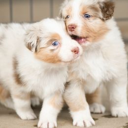 Australian Shepherds from Vaquero Ranch Stock - VRS Aussies
