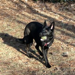 German Shepherd Puppies from Guamany K9 Vomhaus