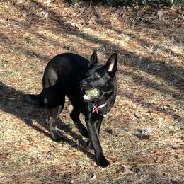 German Shepherd Puppies from Guamany K9 Vomhaus