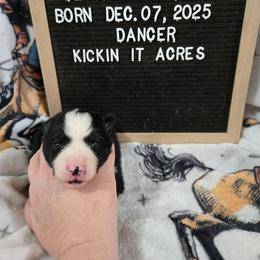 Dancer - Black female Border Collie puppy in Chariton, Iowa from Kickin It Acres BCs