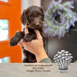 Beech - Mint Collar - Chocolate female Goldendoodle puppy in Garland, Texas from Twilight Doodles