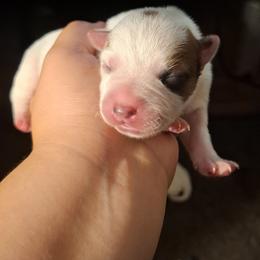 Madoka - Red speckled female Australian Cattle Dog puppy in Marana, Arizona from Impact 3rd Australian Cattle Dogs