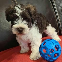 Chester - Parti male Miniature Schnauzer puppy in Graham, Washington from Kristy's French Bulldogs & Mini Schnauzers