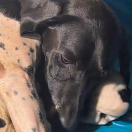 2nd pick male - Black and white male German Shorthaired Pointer puppy in Forest Lake, Minnesota from Northern Lights Goldens