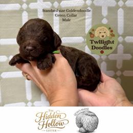 Lion's Mane - Green Collar - Chocolate male Goldendoodle puppy in Garland, Texas from Twilight Doodles