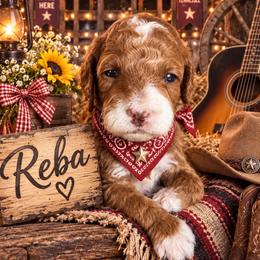 Reba - Red  female Goldendoodle puppy in Ozark, Missouri from Halo Doodles