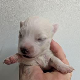Girl 1 - White female Pomsky puppy in Spring Hill, Florida from www.PuppyTimeEmporium.com