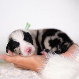 Dreamweaver - Blue merle male Border Collie puppy in Conway, Missouri from 2J 2K Border Collies | Maremma Sheepdogs
