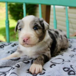Explorer - Blue merle male Miniature Australian Shepherd puppy in Lowgap, North Carolina from Ramblin’ Rose Mini's